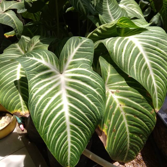 Jual Tanaman Hias Zebra Calathea Di Lapak Desa Bunga Sidomulyo Bukalapak