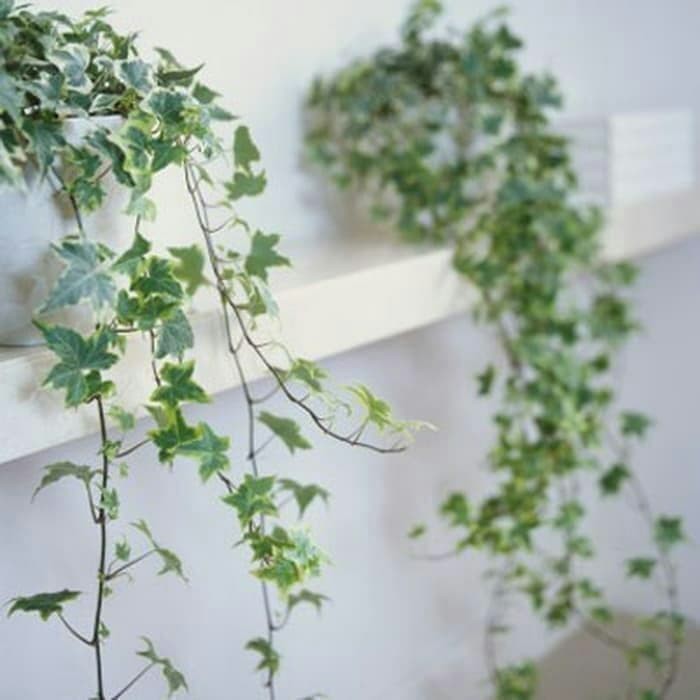 jual Tanaman Hias Gantung Ivy English Varigata . -Tanaman hias hidup murah-bunga hidup