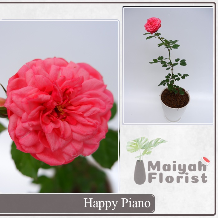 Mawar Import Happy Piano - Tanaman Hias - Sudah Berbunga - Berlabel