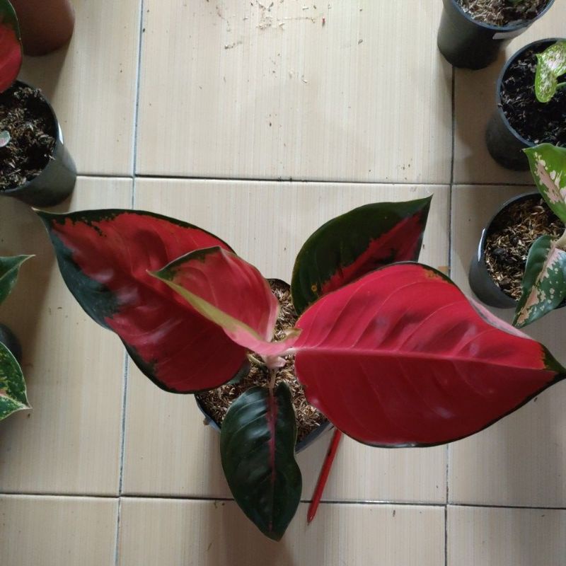 aglonema suksom jumbo