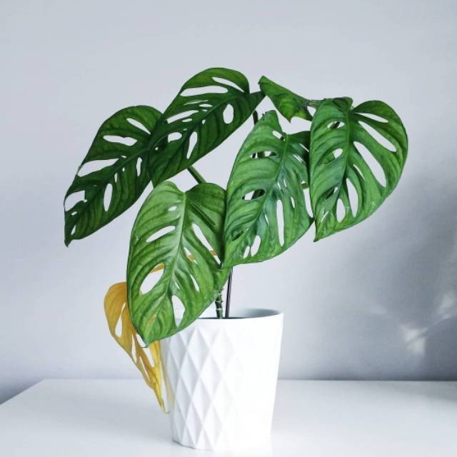 Terlaris Tanaman Hias Monstera Adansonii Bibit Tanaman Monstera Adansonii Wide Form Shopee Indonesia