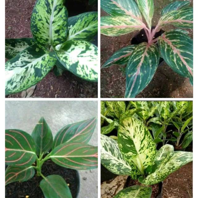 

4 PAKET AGLONEMA