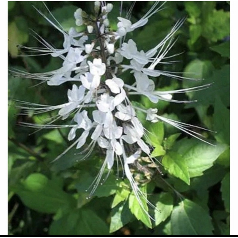 

Daun kumis kucing segar fresh herbal 500gram