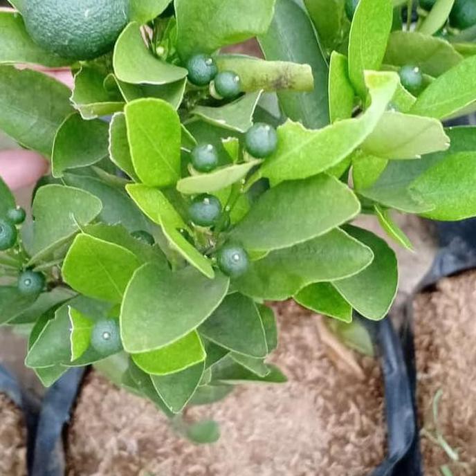 MURAH BIBIT POHON JERUK KIP/PERAS/LEMON CINA SDH BERBUAH BANYAK LEN