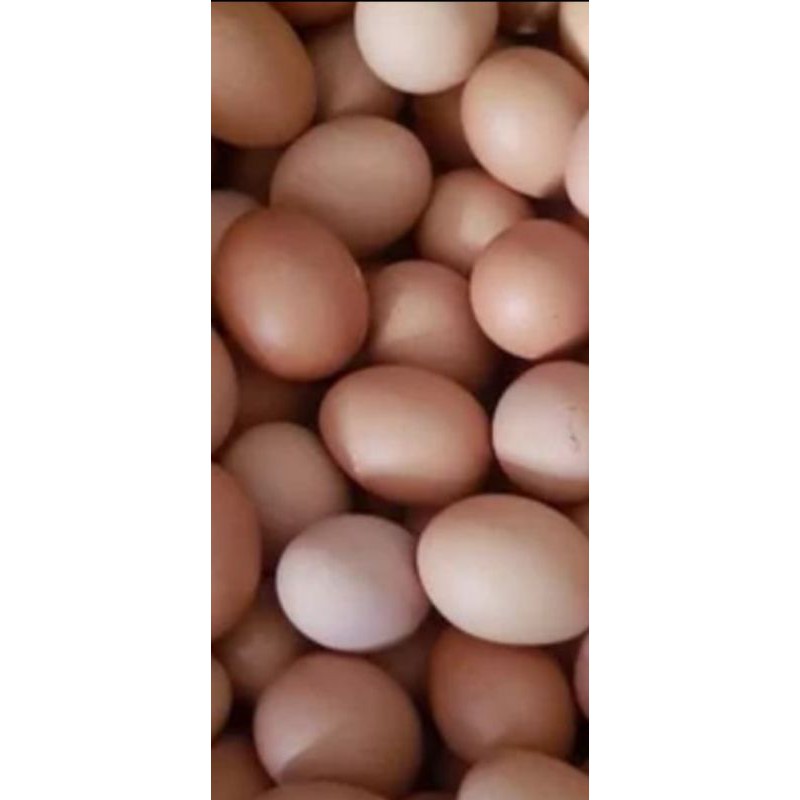 

telur ayam 500 Gr