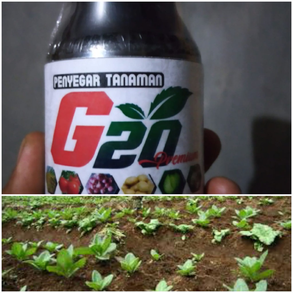 Pupuk Cair Penyubur Tanaman Terbaik Paling Bagus ZPT G20