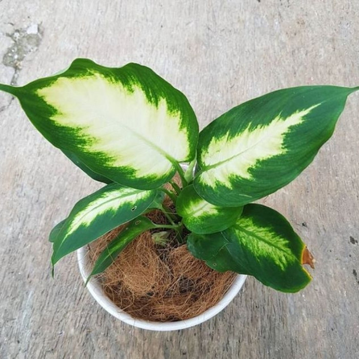 tanaman hias sri rejeki - Blanceng susu