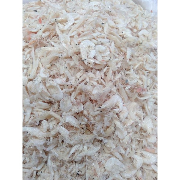 

Udang rebon