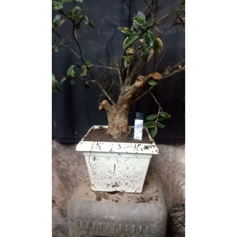 bahan bonsai santigi gunung prospek