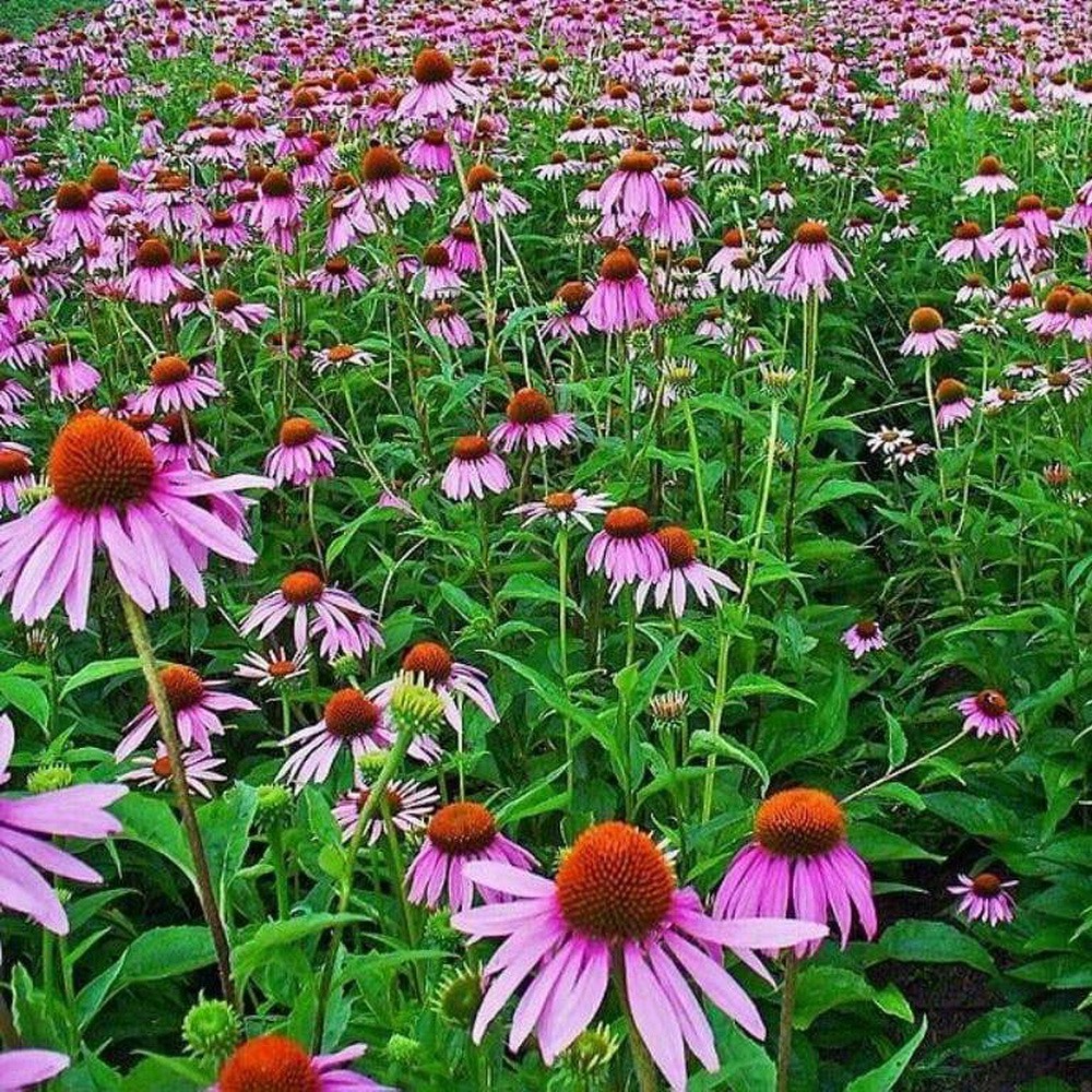 PlantaSeed - 25 Seeds - Coneflower Echinacea Biji Bunga - PAS0196