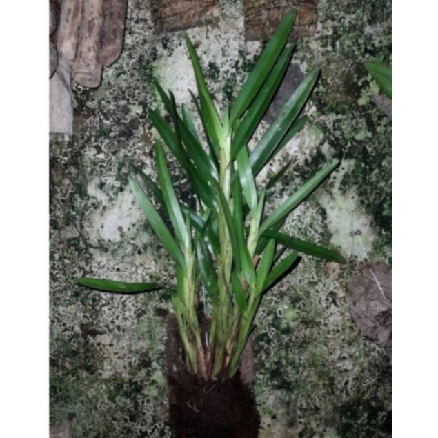 anggrek hutan langka