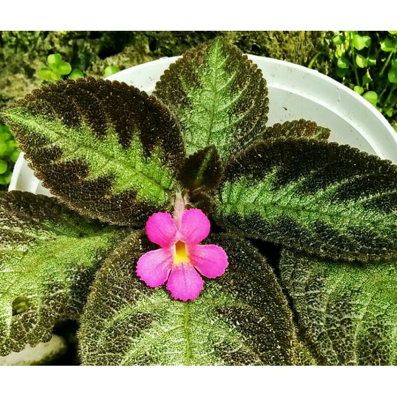 Episcia bludru bunga pink