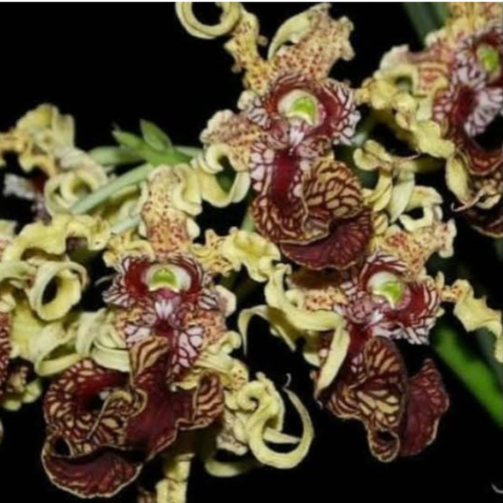Botol - anggrek Dendrobium spectabile (Raja Hutan)
