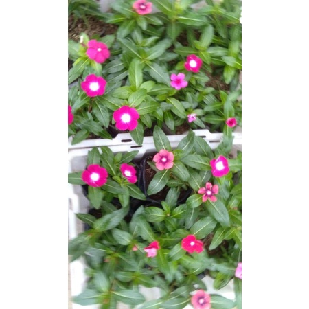 Bunga vinca /vinca tegak