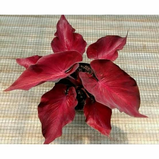 PTOMO bongol keladi hibrid anggur merah