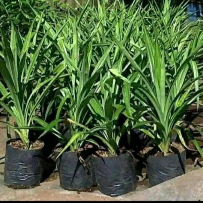 

Pohon pandan wangi