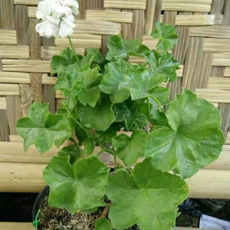 tanaman geranium putih