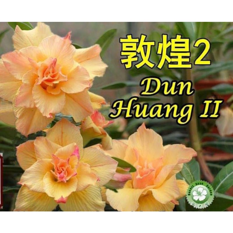 ADENIUM GRAFTING BUNGA TUMPUK / KAMBOJA JEPANG