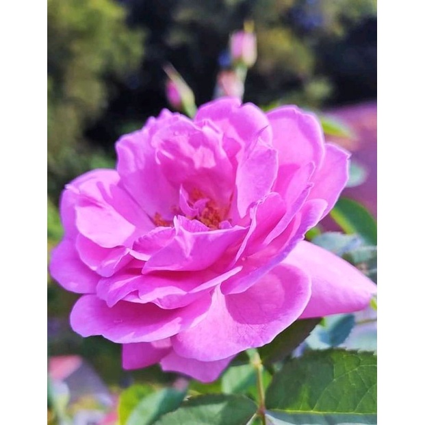 Bibit mawar import damascena