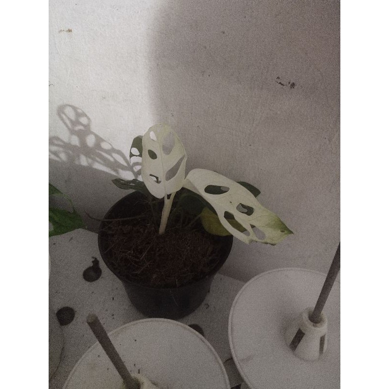 Janda bolong varigata