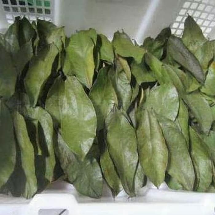 

Daun Sirsak Kering 100 Lembar Daun Pilihan Kering Tanpa sinar Matahari