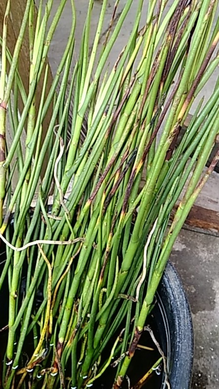 Vanda Douglas Murah (dewasa)