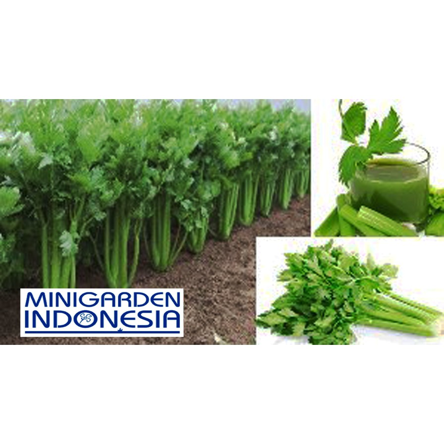 150 benih Seledri tall utah F1 bibit tanaman sayur sayuran hidroponik MGI MINIGARDEN INDONESIA