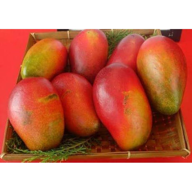 

mangga red emperor