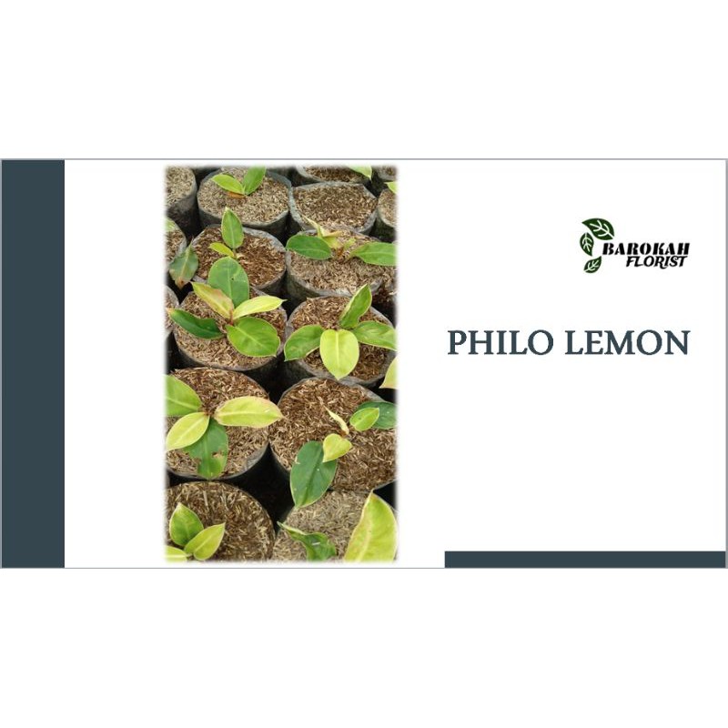 

Philo Lemon