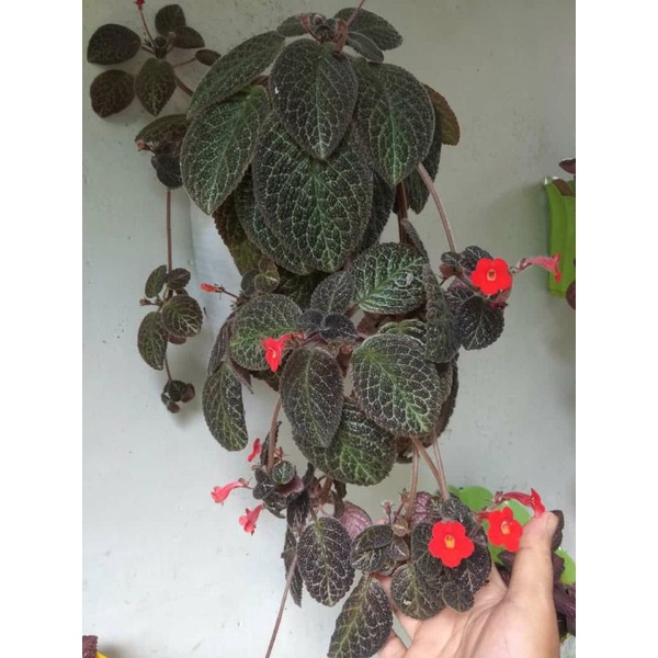 bibit bunga hias episcia karlyn