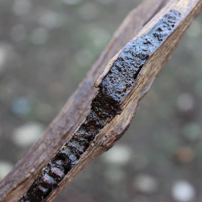 JEN 5 ml Agarwood Aetoxylon Essential Oil - Minyak Gaharu Buaya Murni