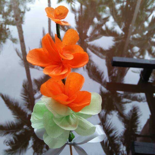 Pokok telur bunga pengantin pontianak