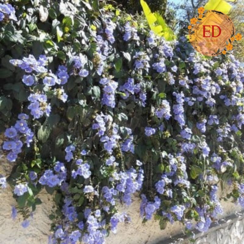 Thunbergia biru
