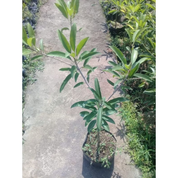 bibit sawo jumbo okulasi