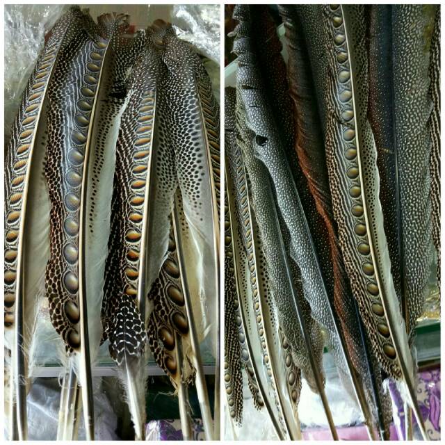 Bulu Burung Ruai Asli Panjang 70 80 Cm Shopee Indonesia