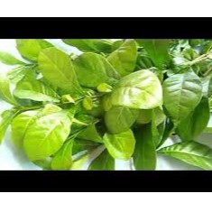 

daun maja segar 250 gr