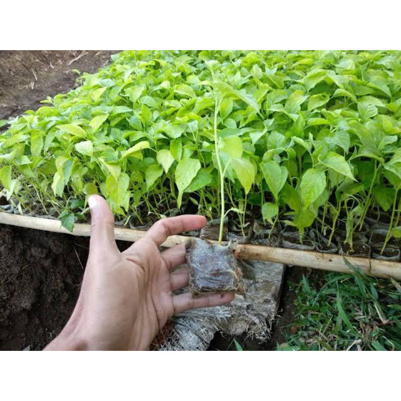 plastik semai cabe tomat tanaman hidroponik