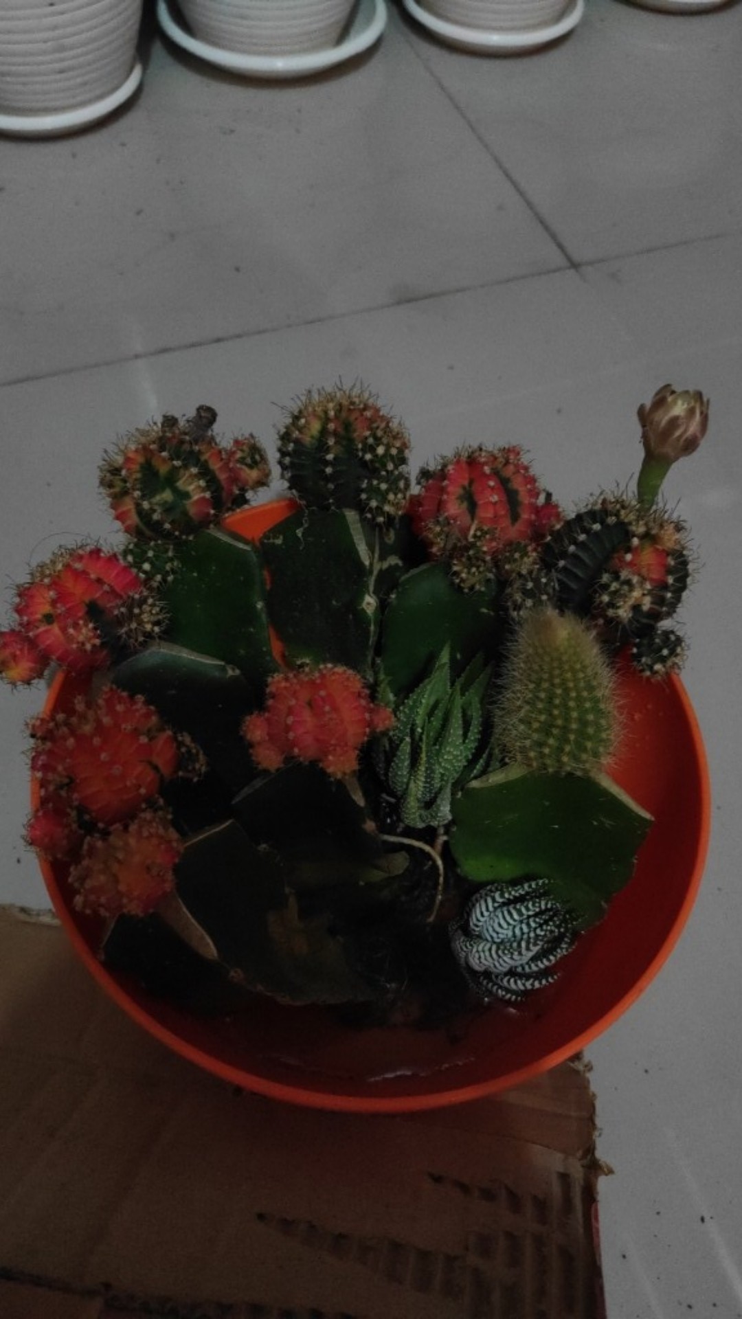 1 Pot Hawortia Parigata