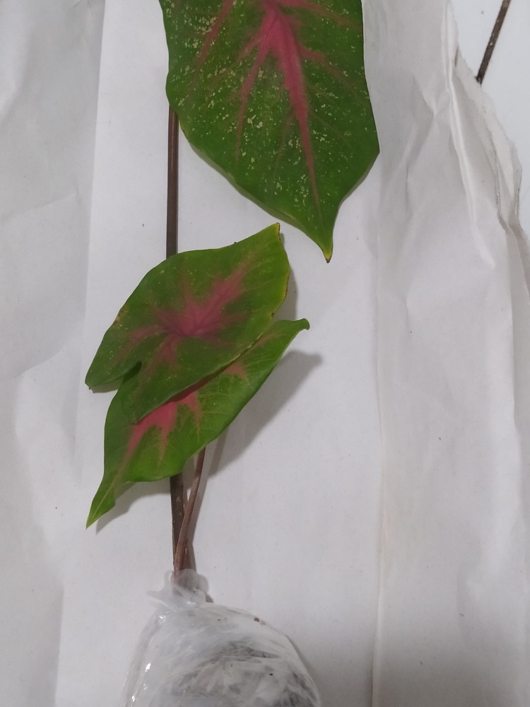 Keladi Urat Merah / Keladi Fanny Munson/ Keladi Brandy Wine