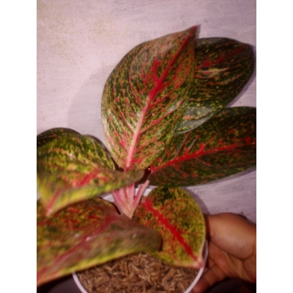 AGLONEMA TIARA