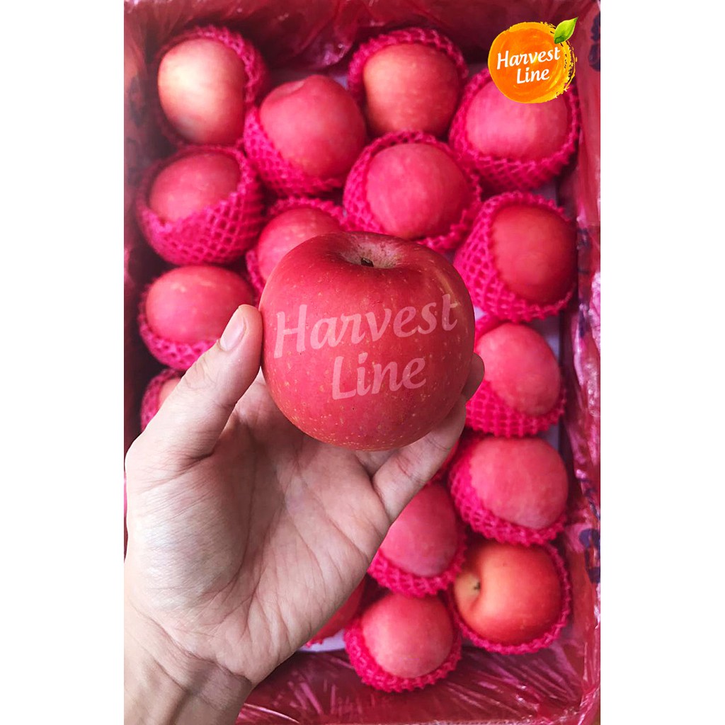 

BUAH APEL FUJI PREMIUM 250-350 gram [HARVEST LINE]