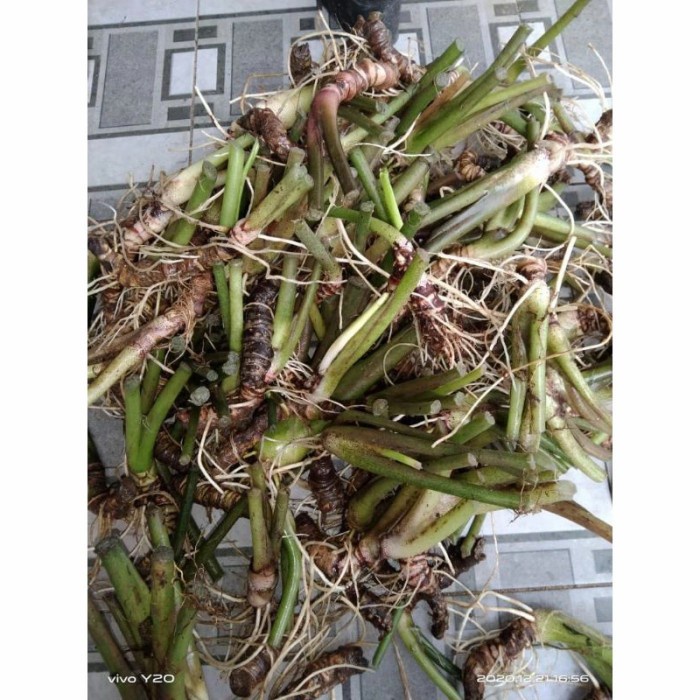 Paket 3 jenis bonggol alokasia/alocasia