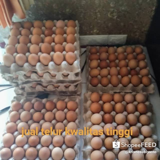 

Telur ayam negri kwalitas tinggi