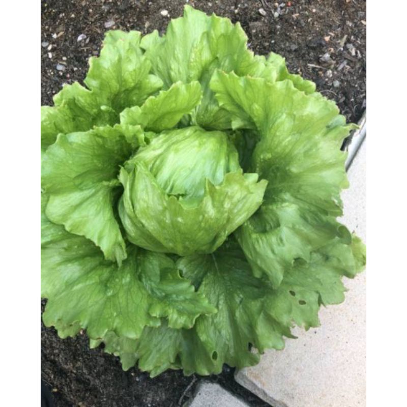 50 Benih Bibit Selada Iceberg/ Selada Krop