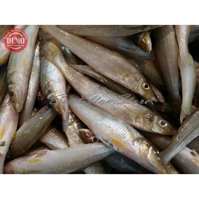 

IKAN REJUNG KACAPIRING Ikan Laut Segar Fresh