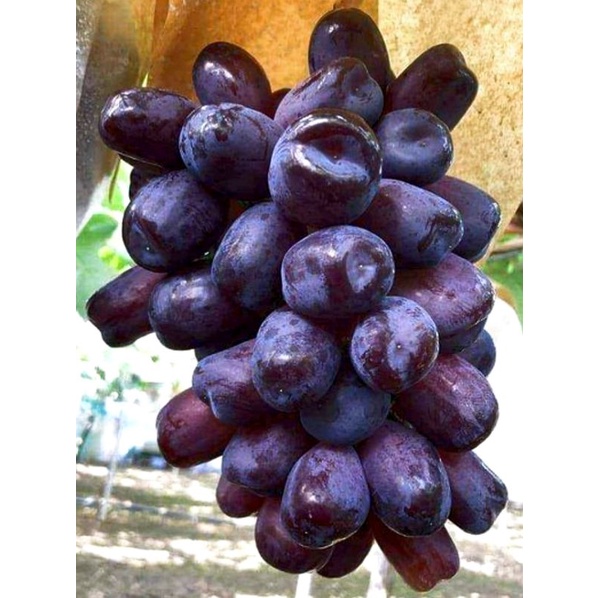 ANGGUR IMPORT BLACK SHINE MUSCAT SIAP TANAM DIJAMIN VALID BISA COD