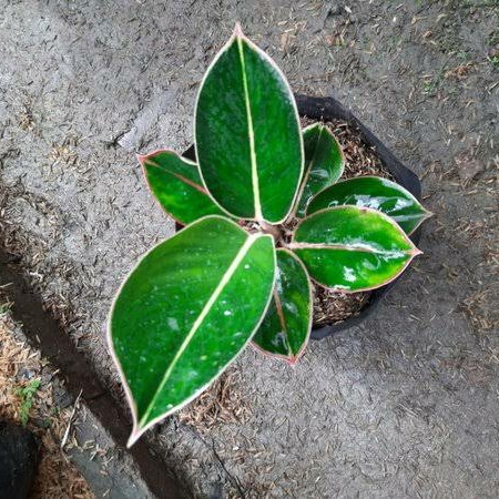 Tanaman Hias Aglonema Flamingo - Aglonema Lipstik Flamingo