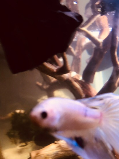 Maura Couple - Sania Ruffle Batik Couple Ori Ndoro Jowi Dnt Garansi Termurah Shopee - Shopashop