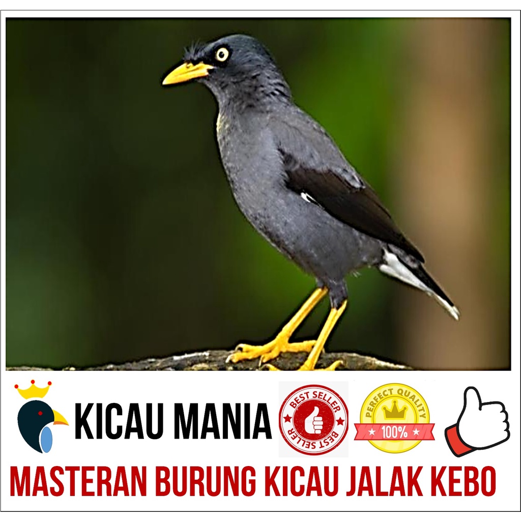 Masteran Burung Jalak Kebo Gacor