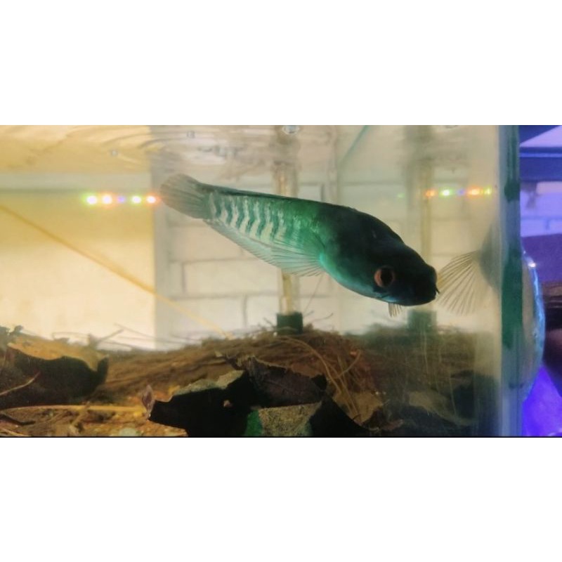 Channa red Sentarum 25cm kurleb Unik